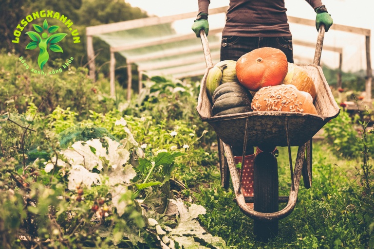 Sử dụng sản phẩm hữu cơ và không gây hại